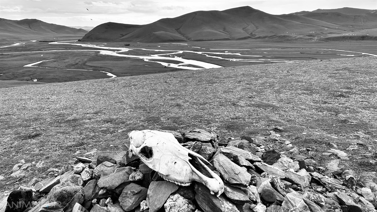 Mongolia Horyzonty Męskości