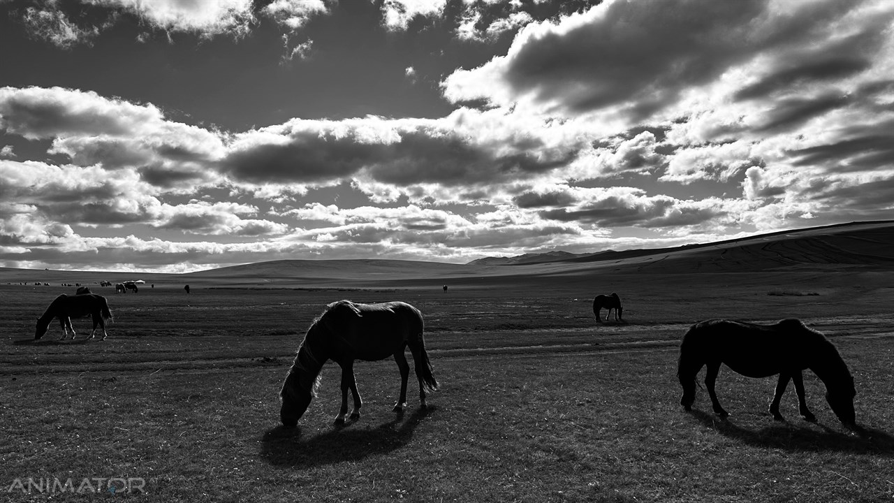 Mongolia Horyzonty Męskości