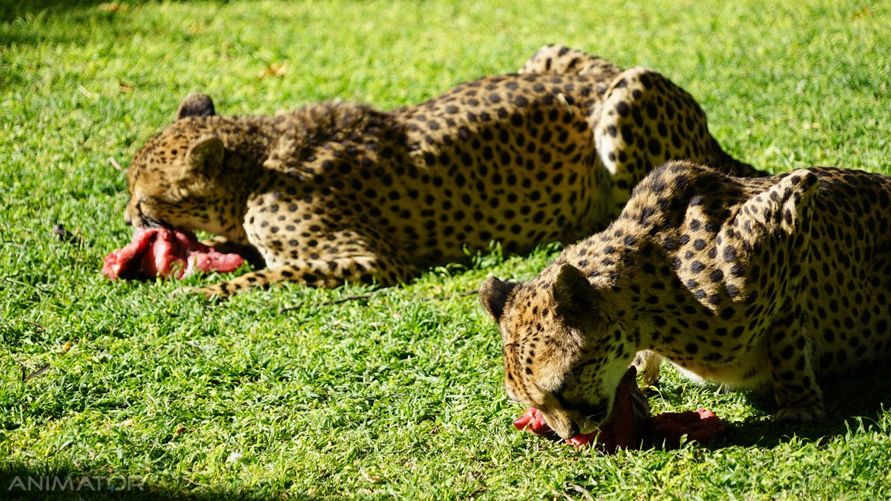 Namibia