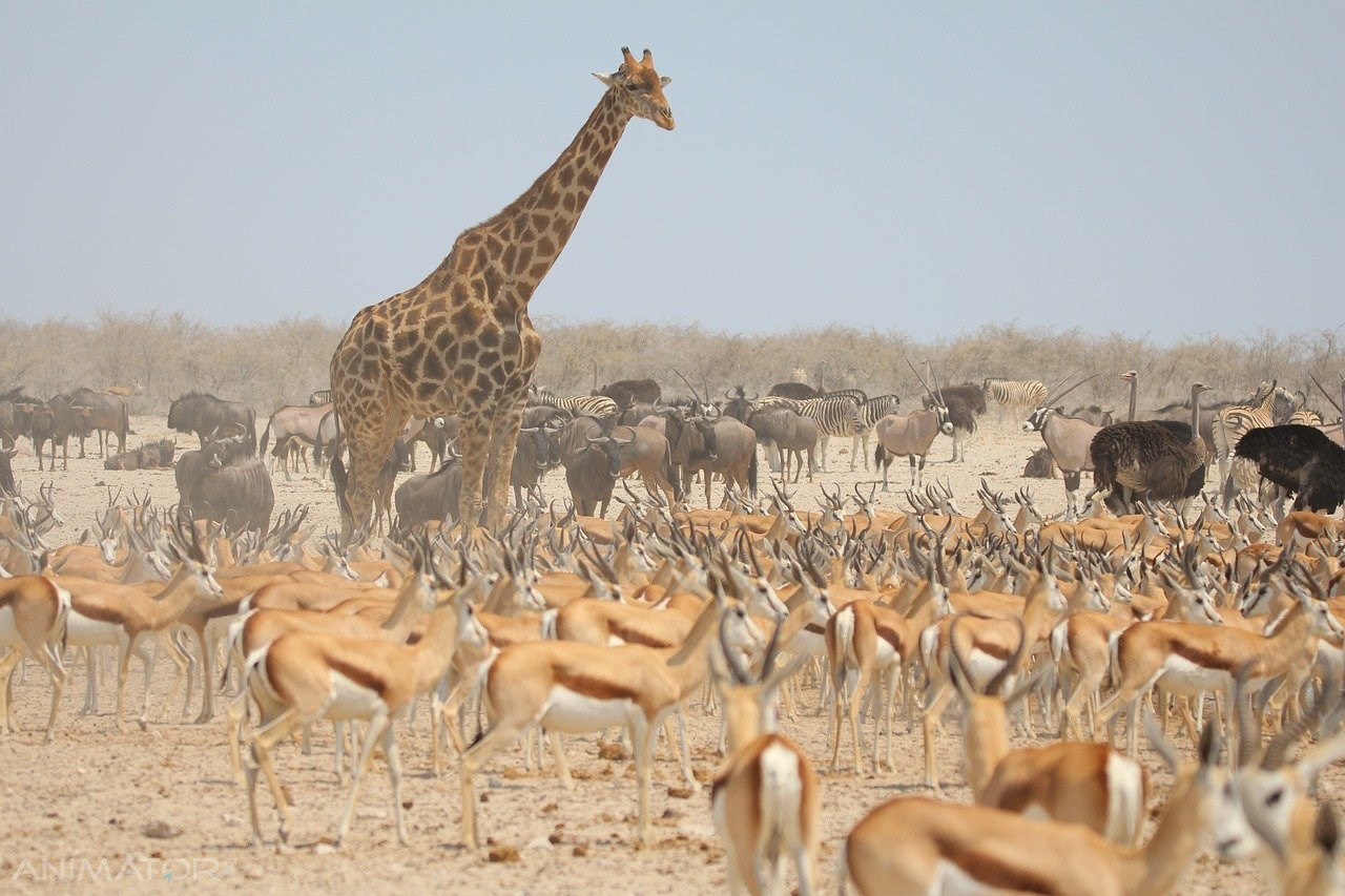 Namibia