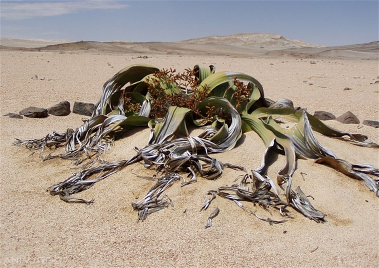 Namibia