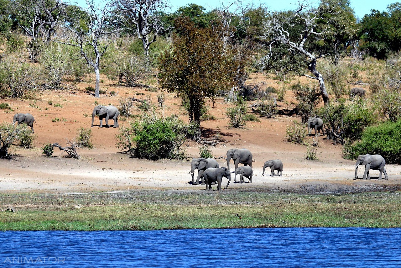 RPA - Zimbabwe - Botswana