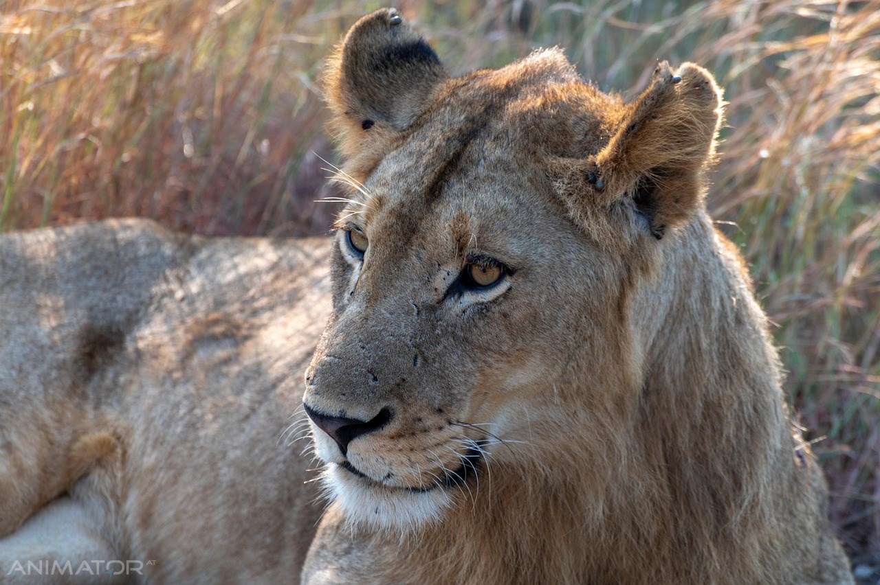 RPA - Zimbabwe - Botswana