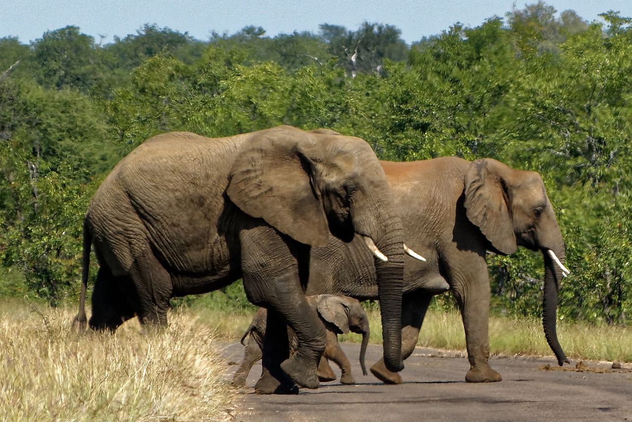RPA - Zimbabwe - Botswana